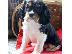 PoulaTo: Φανταστικά κουτάβια Cavalier King Charles