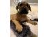 PoulaTo: Ωραία κουτάβια τεριέ BULLMASTIFF