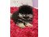 PoulaTo: αρκουδάκια Pomeranian BOO, κουτάβια Pomeranian Spitz