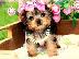 PoulaTo: Yorkshire Terrier Mini