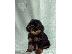 PoulaTo: Μαύροι και Καφέ Toy Poodle