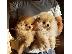 PoulaTo: Κουτάβια AKC Cavapoo