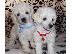 PoulaTo: Poodle mini - Κανίς μίνι