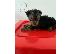 PoulaTo: Yorkshire terrier puppy is now ready for adoption