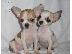 PoulaTo: Chihuahua mini