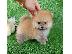 PoulaTo: Pomeranian toy