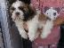 PoulaTo: Shih Tzu