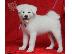PoulaTo: Δύο κουτάβια Top Class Maltese Available