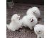 PoulaTo: Αξιολάτρευτα κουτάβια Pomeranian Pedigree