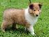 PoulaTo: Rough Collie Άνδρες και θηλυκά διαθέσιμα.