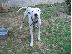 PoulaTo: Dogo argentino χαριζεται