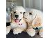 PoulaTo: Lovely Golden retriever κουτάβια Διαθέσιμο προς πώληση.