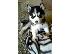 PoulaTo: Σιβηρικό χάσκι  κουτάβια / siberian husky