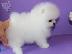 PoulaTo: πομερανικό κουτάβια /  pomeranian  mini