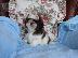 PoulaTo: Ποιότητα Bred οικογένεια Rasied Shih Tzu προς πώληση
