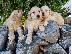 PoulaTo: Goldendoodle κουτάβια προς πώληση