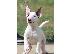 PoulaTo: Κουτάβια Mini Bull Terrier