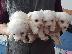 PoulaTo: Maltese mini