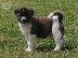 PoulaTo: Akbash Puppies