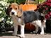 PoulaTo: Πώληση κουτάβια Nice Beagle.