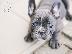 PoulaTo: French bulldog Blue