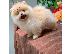 PoulaTo: Κουτάβια Pomeranian