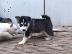 PoulaTo: Χαριτωμένο και αξιολάτρευτο Σιβηρίας Husky Puppies