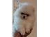 PoulaTo: MINI Pomeranian κουτάβια