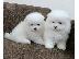 PoulaTo: Καταπληκτικά κουτάβια Pomeranian!