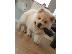 PoulaTo: Chow Chow babies availableWe έχουν 5