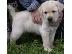PoulaTo: Κουτάβια Λαμπραντόρ/ Labrador puppies