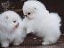 PoulaTo: Πολύτιμα κουτάβια Pomeranian