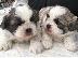 PoulaTo: Imperial Shih Tzu κουτάβια κορίτσι και αγόρι προς πώληση