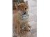 PoulaTo: Shiba Inu όμορφα κουτάβια