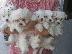 PoulaTo: Maltese mini