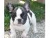 PoulaTo: French bulldog Blue