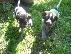PoulaTo: German wirehaired pointer drahthaar