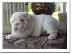PoulaTo: κουτάβια englishbull για 300 €