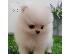 PoulaTo: Δύο φοβερά κουτάβια Pomeranian