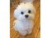 PoulaTo: Μάλτας mini / mini maltese