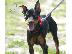PoulaTo: Pinscher miniatures καθαρόαιμα