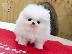 PoulaTo: Σπιτς μινι / pomeranian mini
