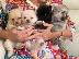 PoulaTo: Pomeranian Puppies προς πώληση