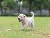 PoulaTo: Κουτάβια Labrador Retriever