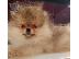 PoulaTo: Pomeranian Spitz κουτάβι προς πώληση