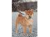 PoulaTo: Shiba Inu κουτάβια