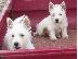 PoulaTo: West highland