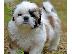 PoulaTo: Σπίτι Εκπαιδευμένο Shih Tzu Κουτάβια