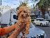 PoulaTo: Poodle apricot mini - Κανίς βερυκοκί μίνι