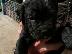 PoulaTo: CANE CORSO